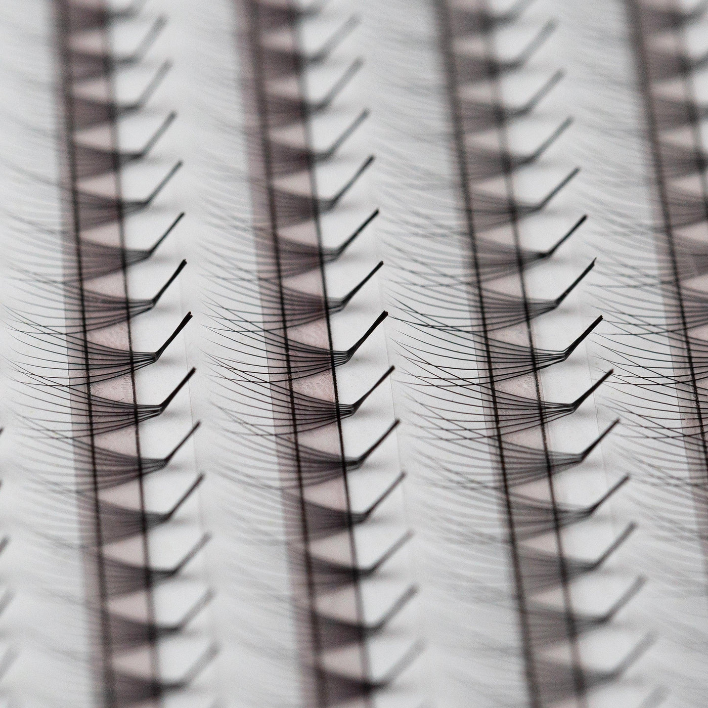 close up LC curl promade fans from Envolash Australia's leading eyelash suppliers