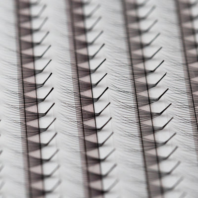 close up LC curl promade fans from Envolash Australia's leading eyelash suppliers